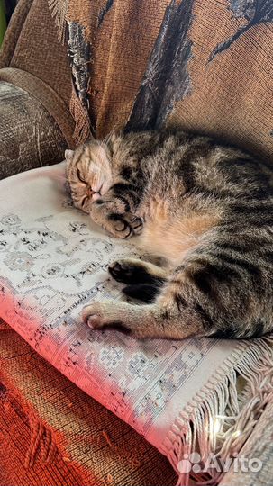 Котоняня (только Новоселье)