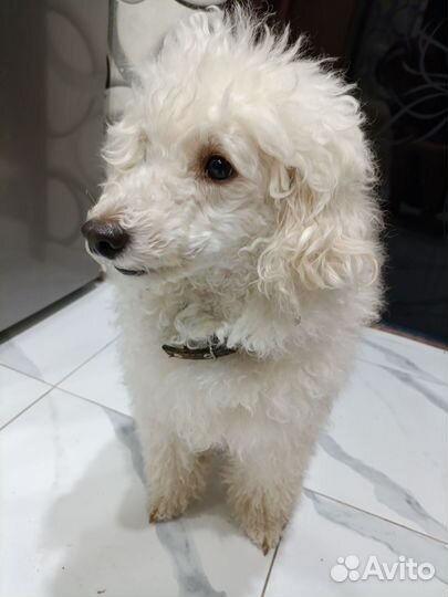 Карликовый пудель