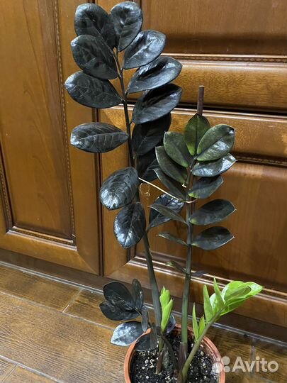 Замиокулькас Равен «Черный ворон»