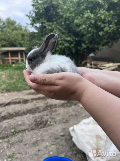 Продаются карликовые кролики
