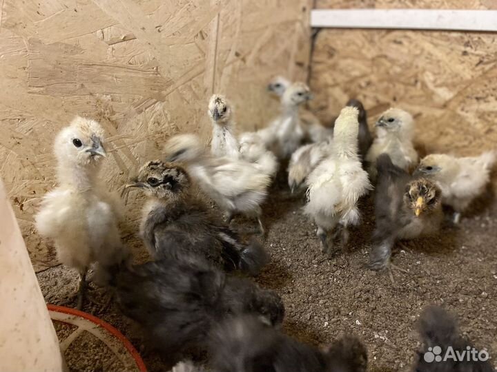 Китайские шелковые цыплята