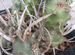 Кактус Tephrocactus articulatus