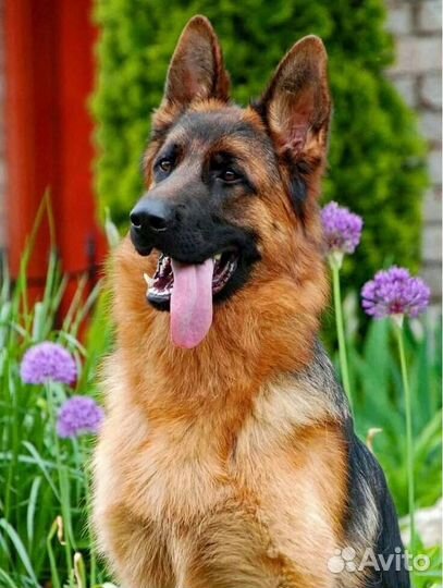 Немецкая овчарка вязка