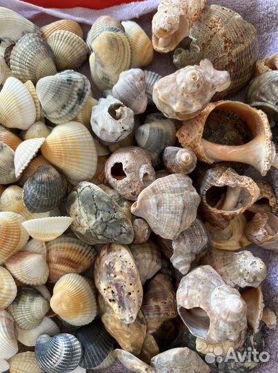 Ракушка черноморская битая