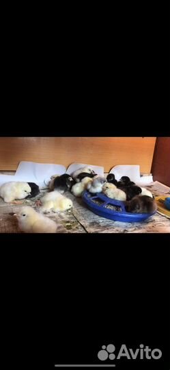 Яйцо куриное