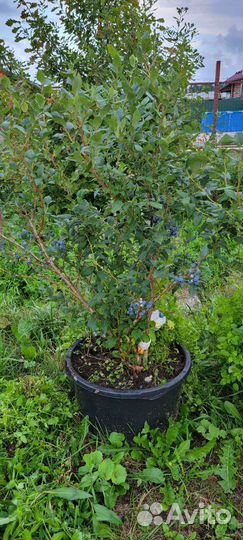 Голубика Крупномеры 8+ лет