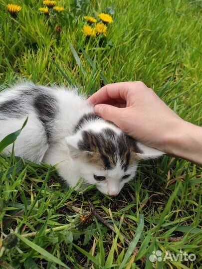 Отдам котенка в добрые руки