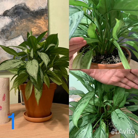 Комнатные растения