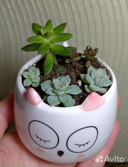 Мини-садик живые суккуленты
