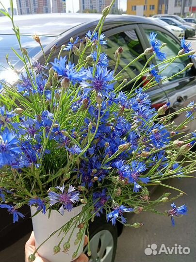 Букет из васильков