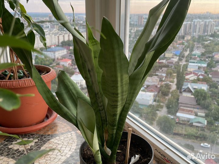 Сансевьерия муншайн, зелантика, ханни