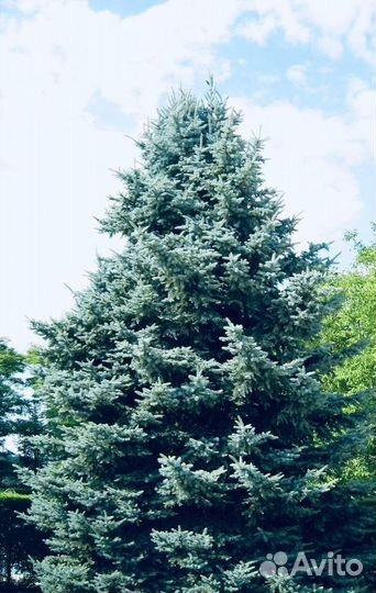 Ель голубая