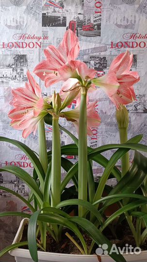 Комнатные цветы, гиппеаструм