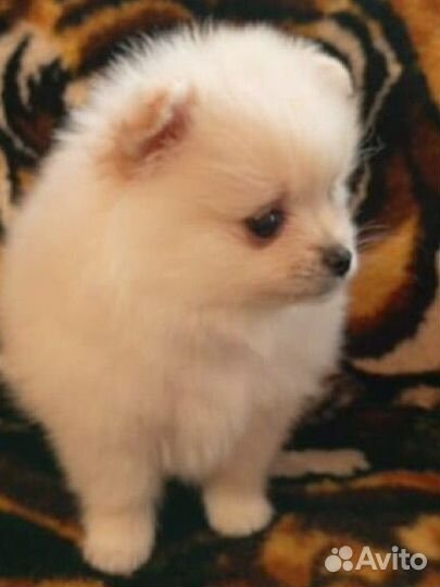 Померанский шпиц мини