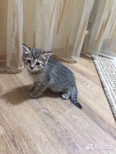 Котёнок девочка