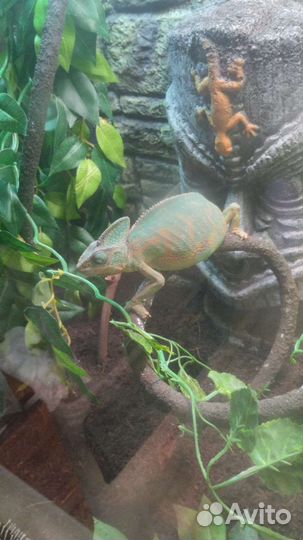 Передержка рептилий