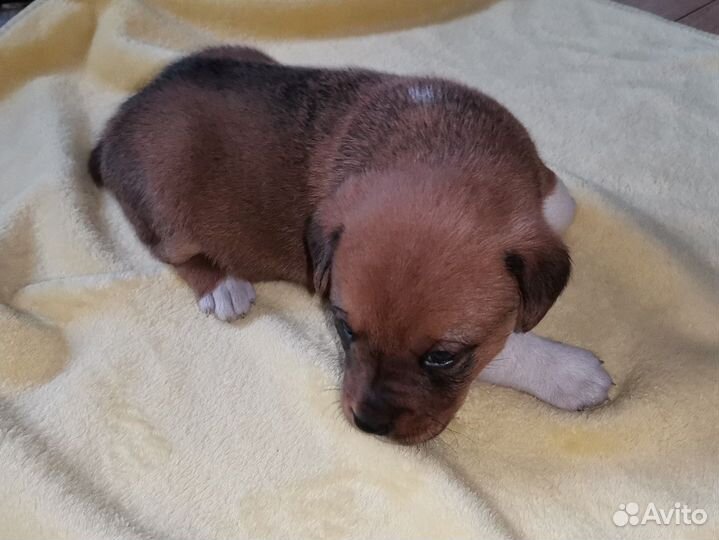 Щенки помесь чау-чау, девочки