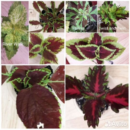 Колеусы вегетативные