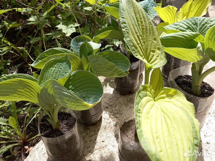 Рассада гортензии