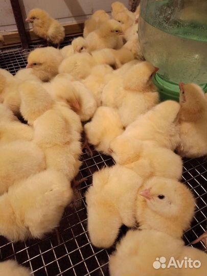 Цыплята бройлеры суточные