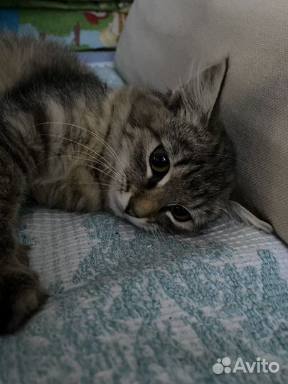 Кошки в добрые руки бесплатно