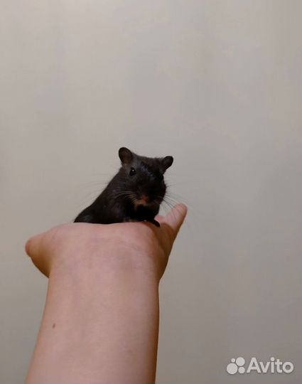 Монгольские песчанки