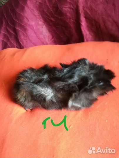 Морские свинки 1мес,готовы переехать в новый дом