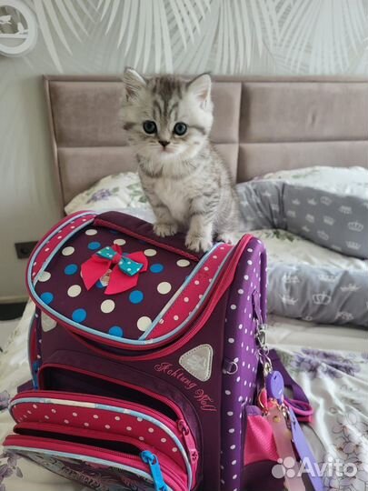 Шотландский котёнок