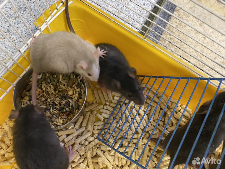 Декоративная крыса