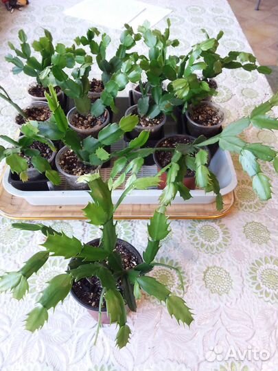 Декабрист или шлюмбергера