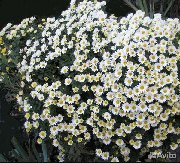 Рассада многолетних цветов