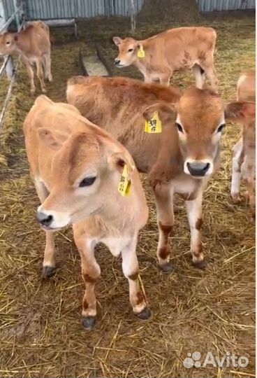 Быки и телки