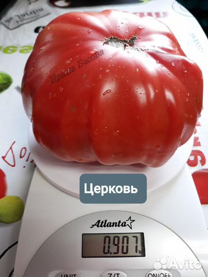 Семена коллекционных сортовых томатов