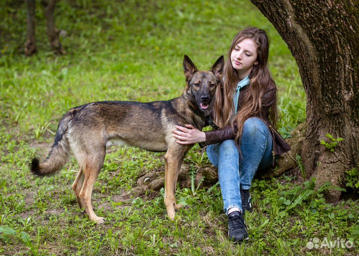 Собака-компаньон в добрые руки