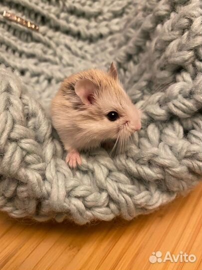 Хомяки Роборовского