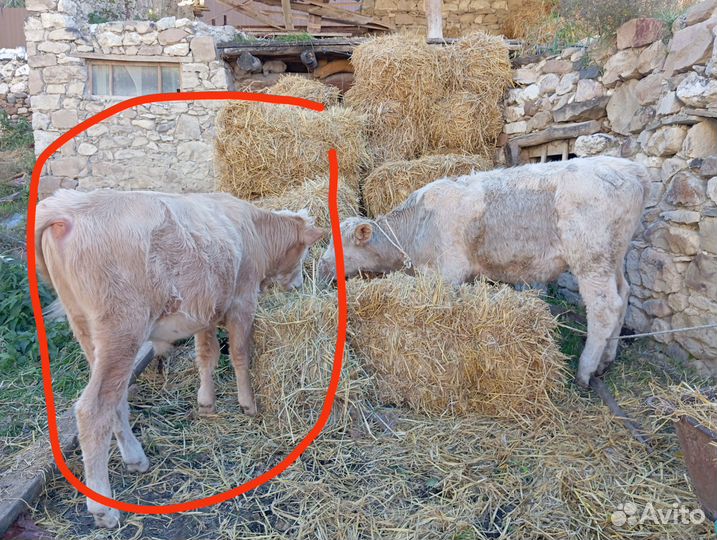 Телята бычки бык