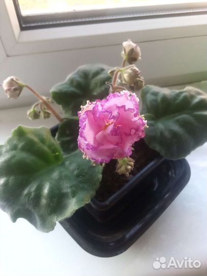 Сортовые фиалки