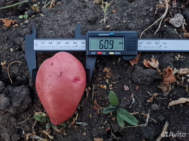 Урожай 2023 Картофель от производителя