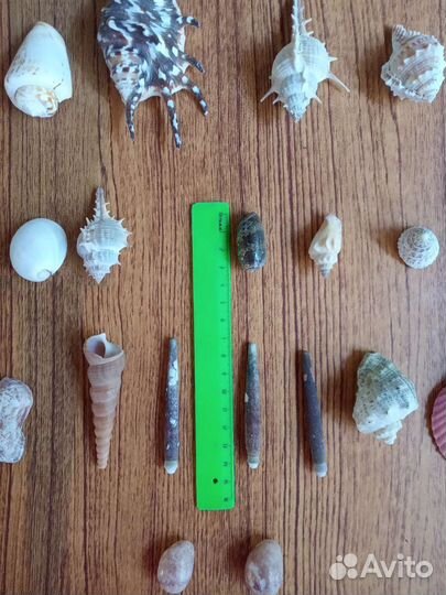 Ракушки набор