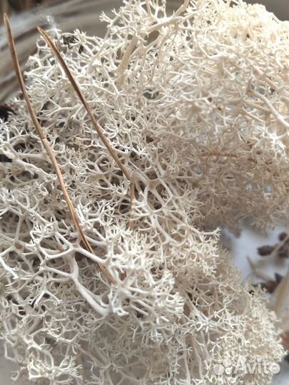 Цветы сухоцветы