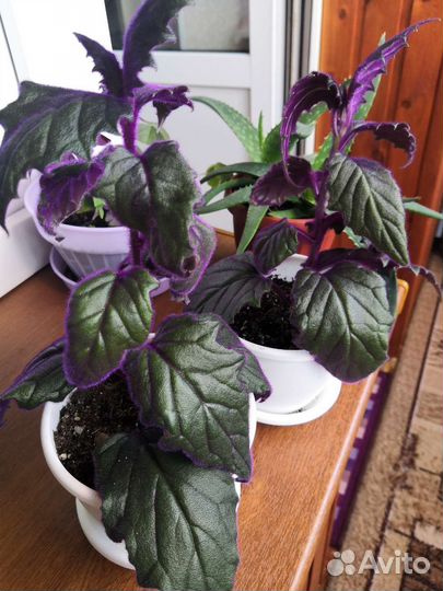 Гинура-синяя птица