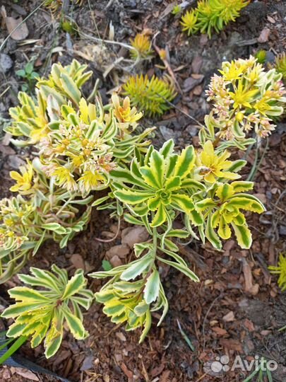 Очитки и флоксы