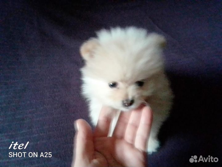 Щенки шпица