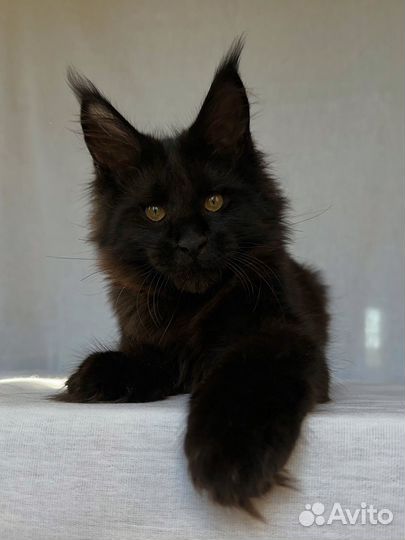 Котёнок Мейн-кун девочка