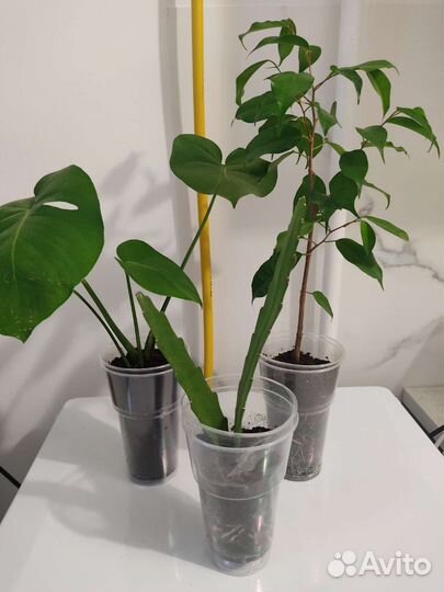 Фикус бенджамина,эпифиллум,монстера
