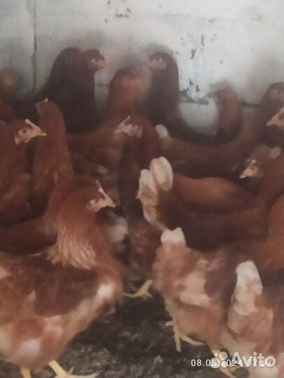 Куры несушки