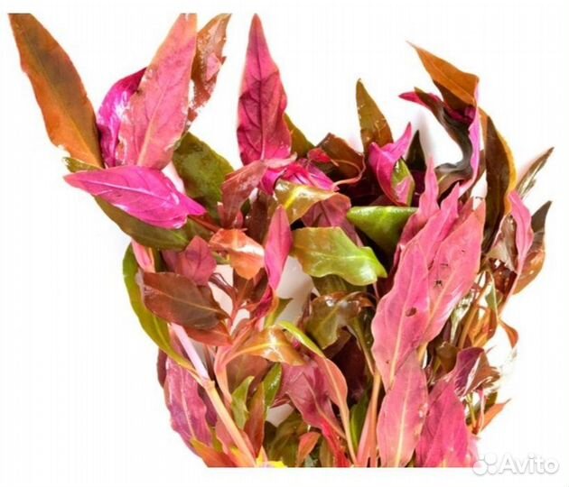 Альтернантера Рейнека мини