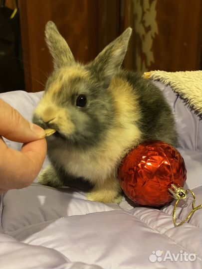 Кролик карликовый