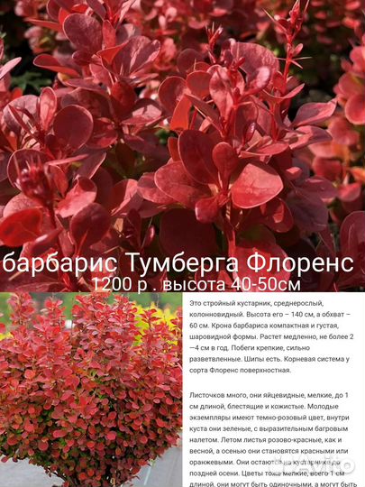 Ель Коника, Барбарисы лимончелло, Хелмон Пилар