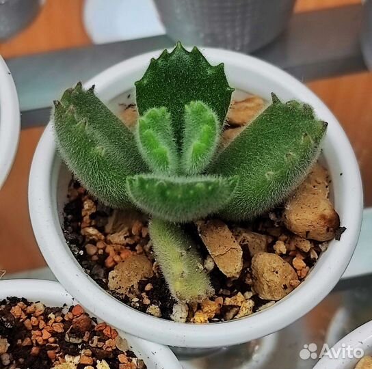 Редкие суккуленты